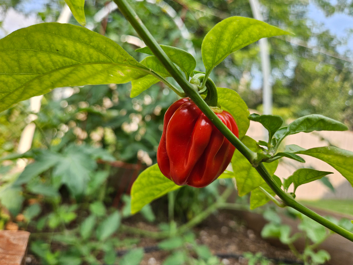 Homemade Organic Red Savina Habeñero Salsa - Hotter